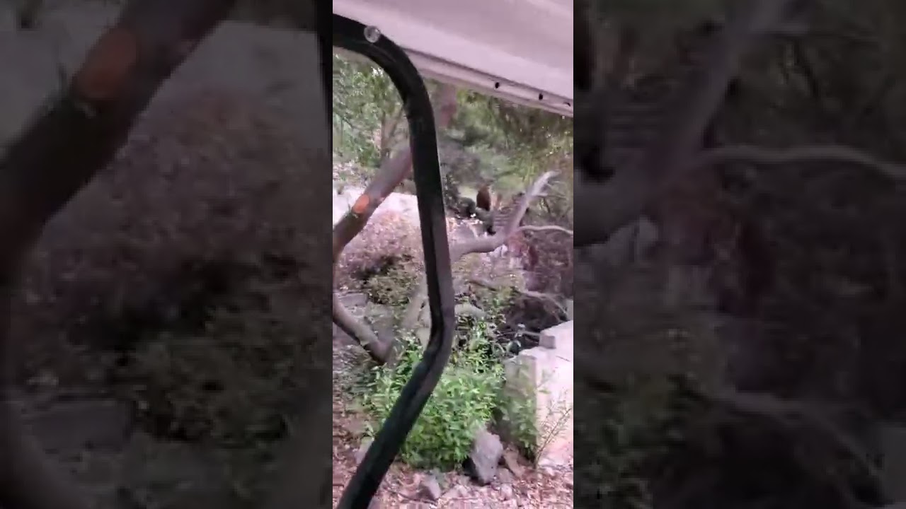 BEAR ENCOUNTER! 🐻🐻 @TarynandTracy #bearsighting #bear #offgridlife