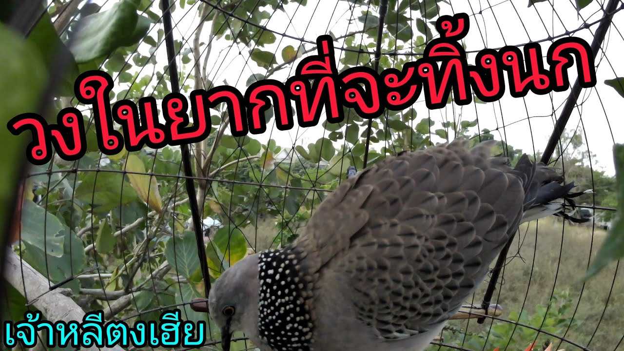 ต่อนกเขาใหญ่วงในนกต่อเหนียวๆนกป่าเหนียวๆไม่กลัวกลัวแต่นกรู้เพนียด เจ้าหลีตงเฮีย