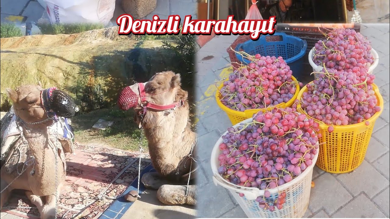 Denizli karahayıt  denizli pamukkale