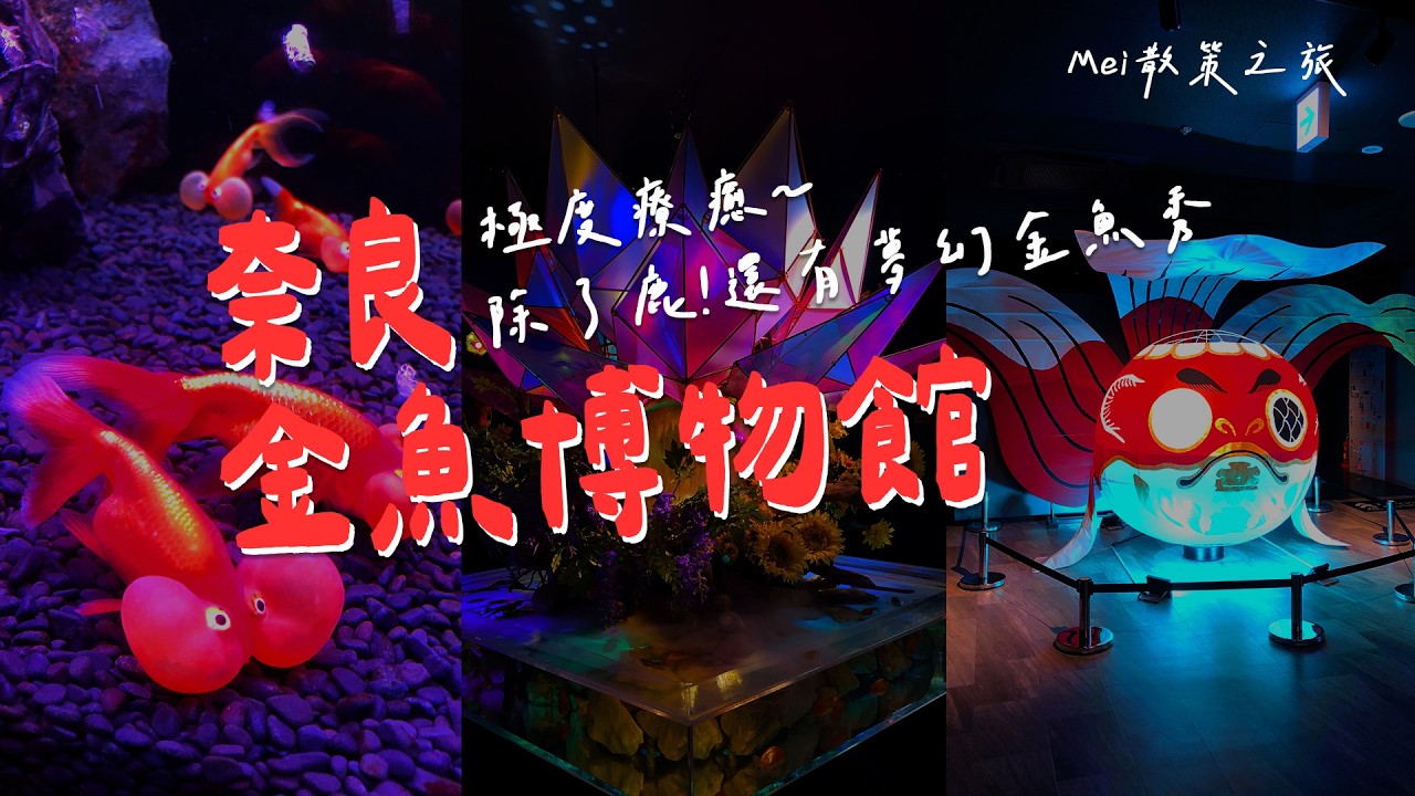 極度療癒！來奈良看金魚發呆，壓力瞬間消失｜藝術與金魚的完美結合，你看過那些稀有品種??