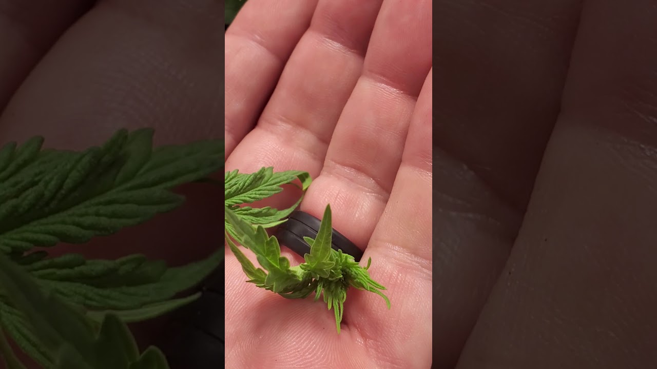 How to Top your Cannabis plant