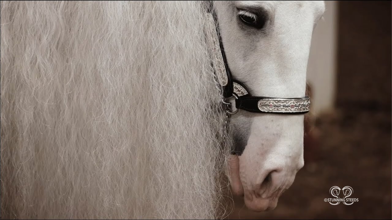 Beautiful Gypsy Vanner Horses - HANES Performance Horses