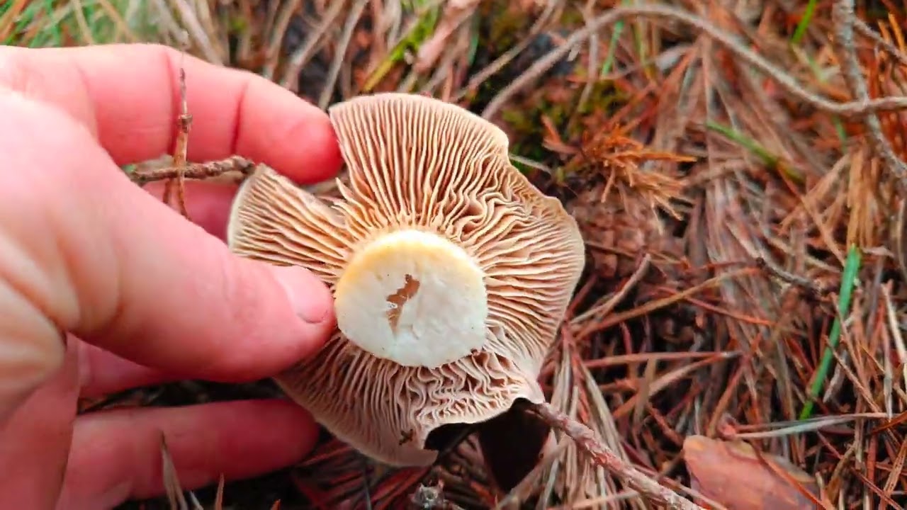SETAS XXL A FINAL DE A&Ntilde;O, BROTADA BRUTAL DE TRICOLOMA PORTENTOSUM!!! SORIA (4K) 🍄🍄