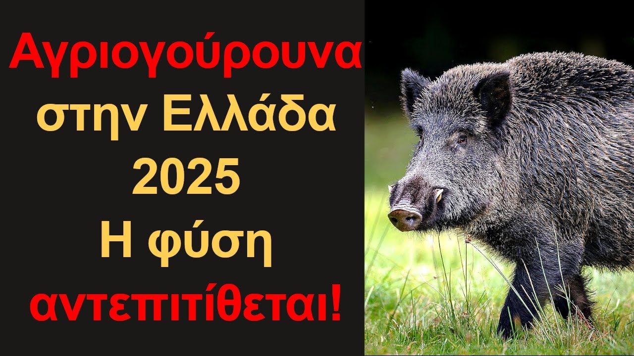 Τα αγριογούρουνα πήραν την πόλη Τι συμβαίνει στην Ελλάδα;