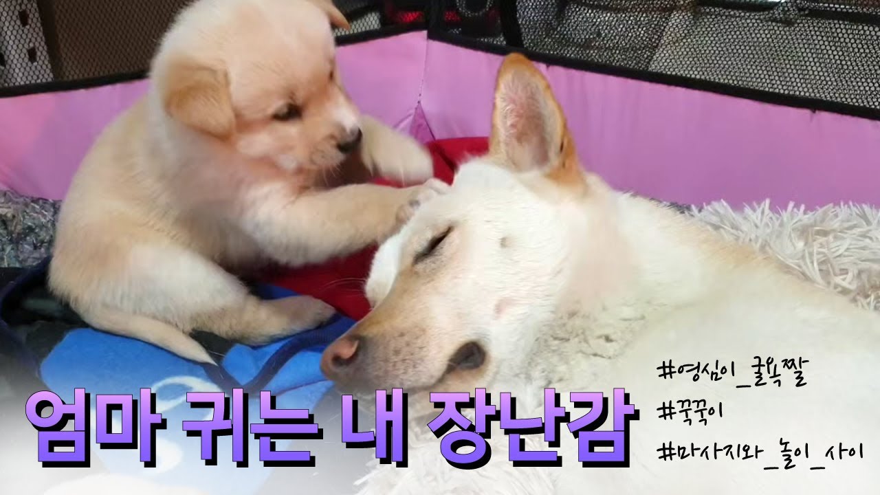 엄마 귀는 내 장난감 (Mom's ears are my toy - Eng sub) | 진돗개와 시고르자브종 사이