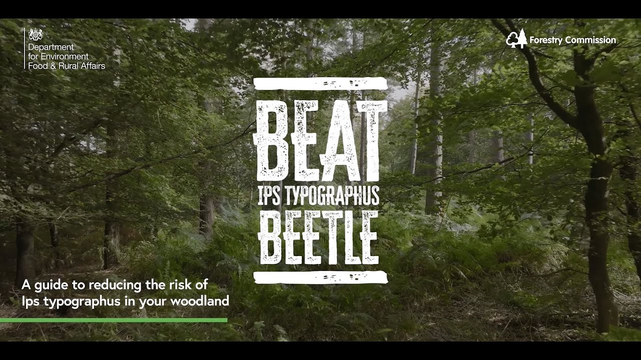 Ips typographus: beat the beetle