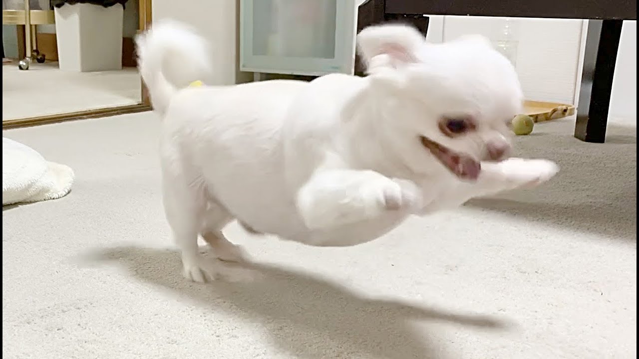 鬼ごっこならぬ抱っこさせないごっこでパパをもて遊ぶツンデレ犬！じゃれて甘えるチワワのコハク