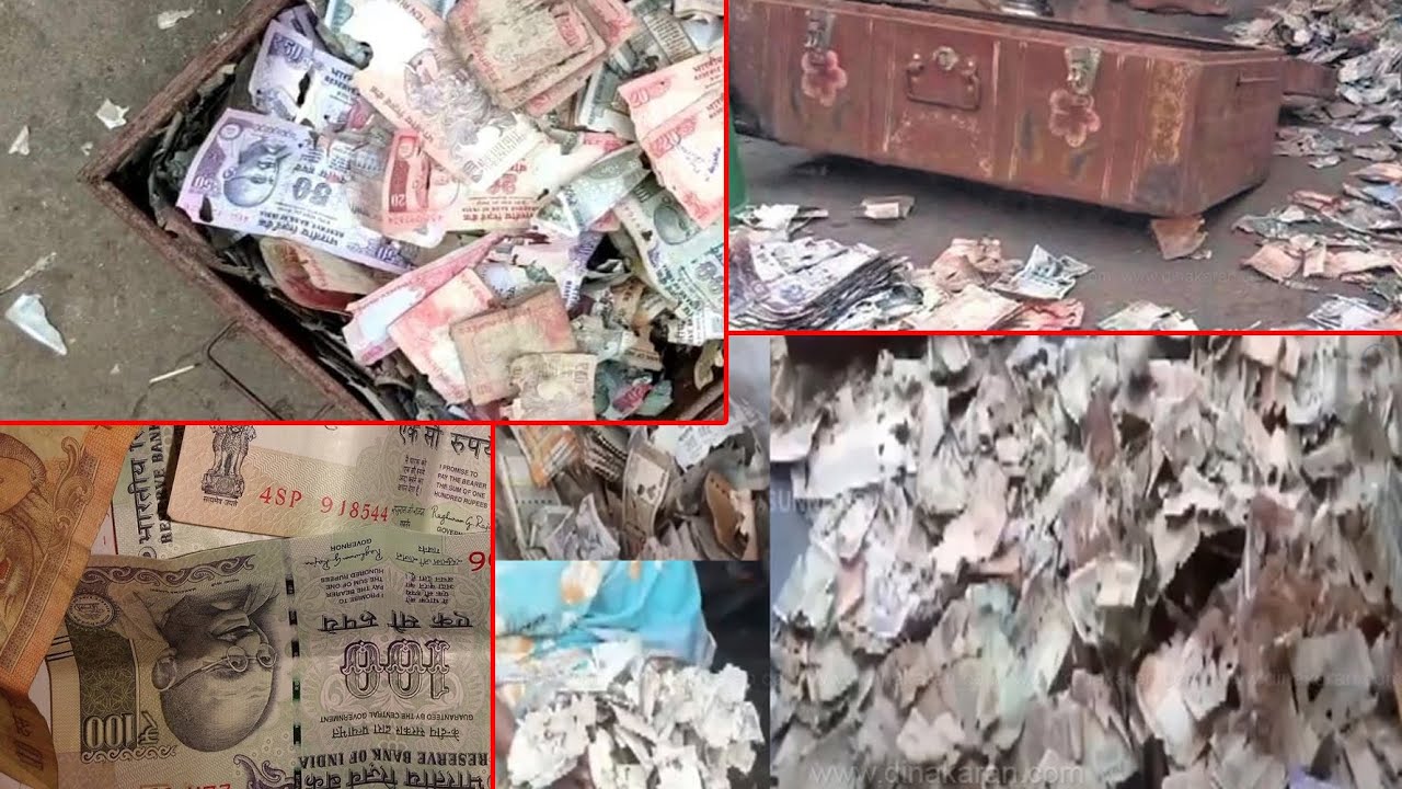 Man Loses Life Savings As Termites Eat Cash Worth Rs.5 Lakh Stored in Iron Trunk