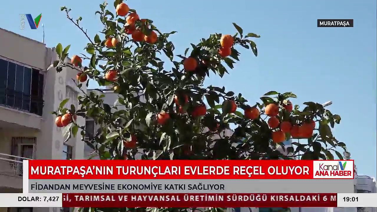 Muratpaşa’nın Turunçları Evlerde Reçel Oluyor