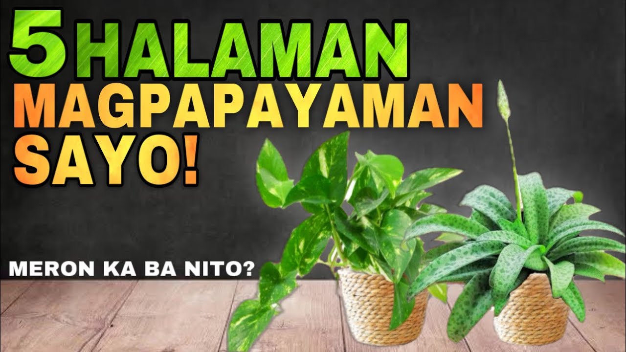 5 HALAMAN SWERTE SA PERA AT YAMAN | 5 Lucky Plants 2024 THAT SYMBOLIZED MONEY AND WEALTH