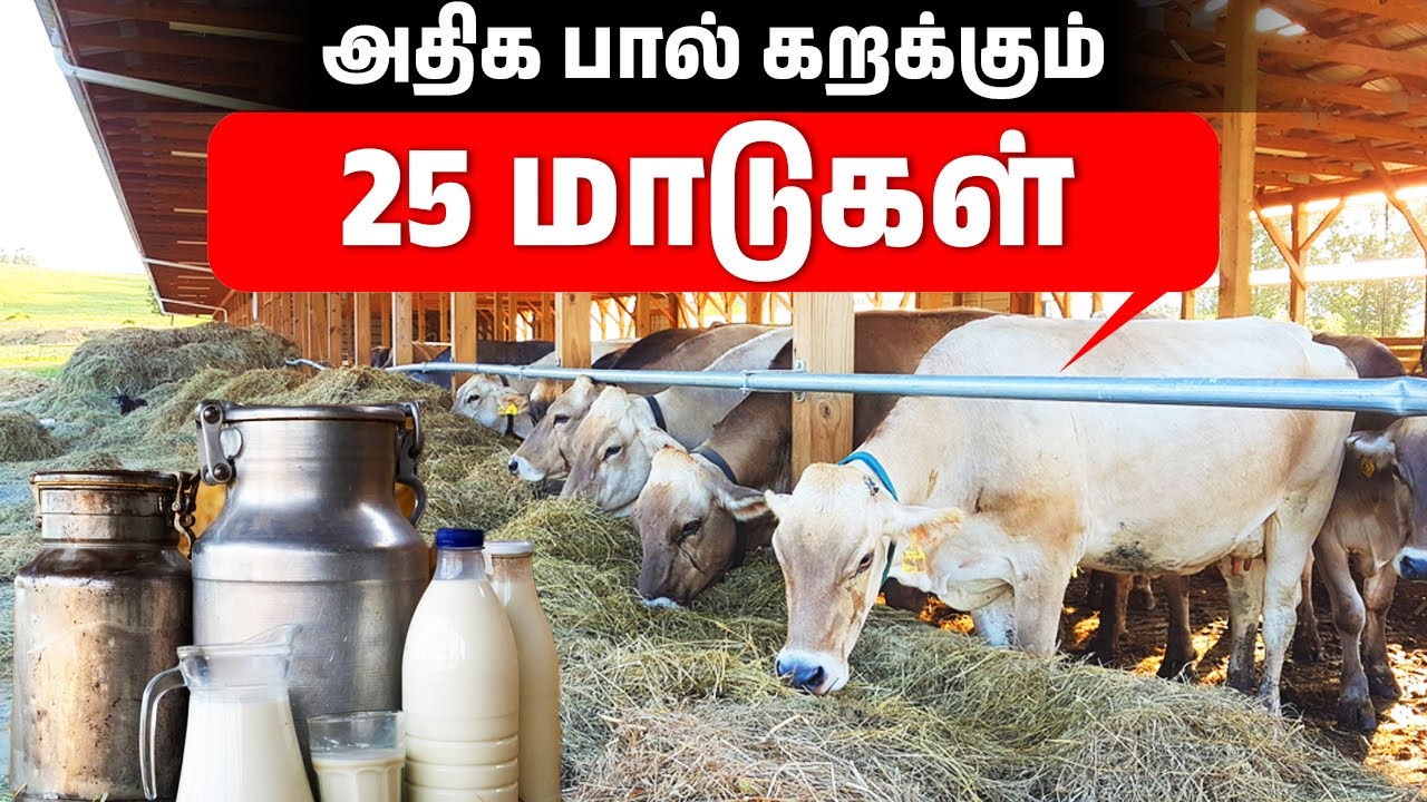 மாடுகள் மூலம் வருவாய் கிடைக்கும் வழி | Profitable Cow Milking