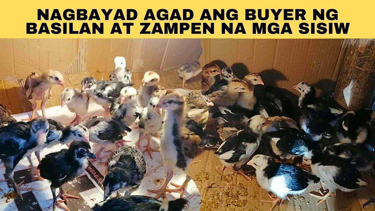 Nagbayad agad ang buyer ng basilan at zampen na mga sisiw