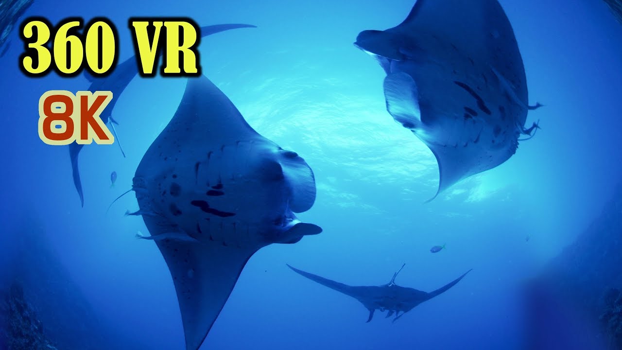 [ 8K 360 VR ] ヴァーチャルダイビング:VRツアー 海宙遊泳 Virtual Diving Amazing Underwater World