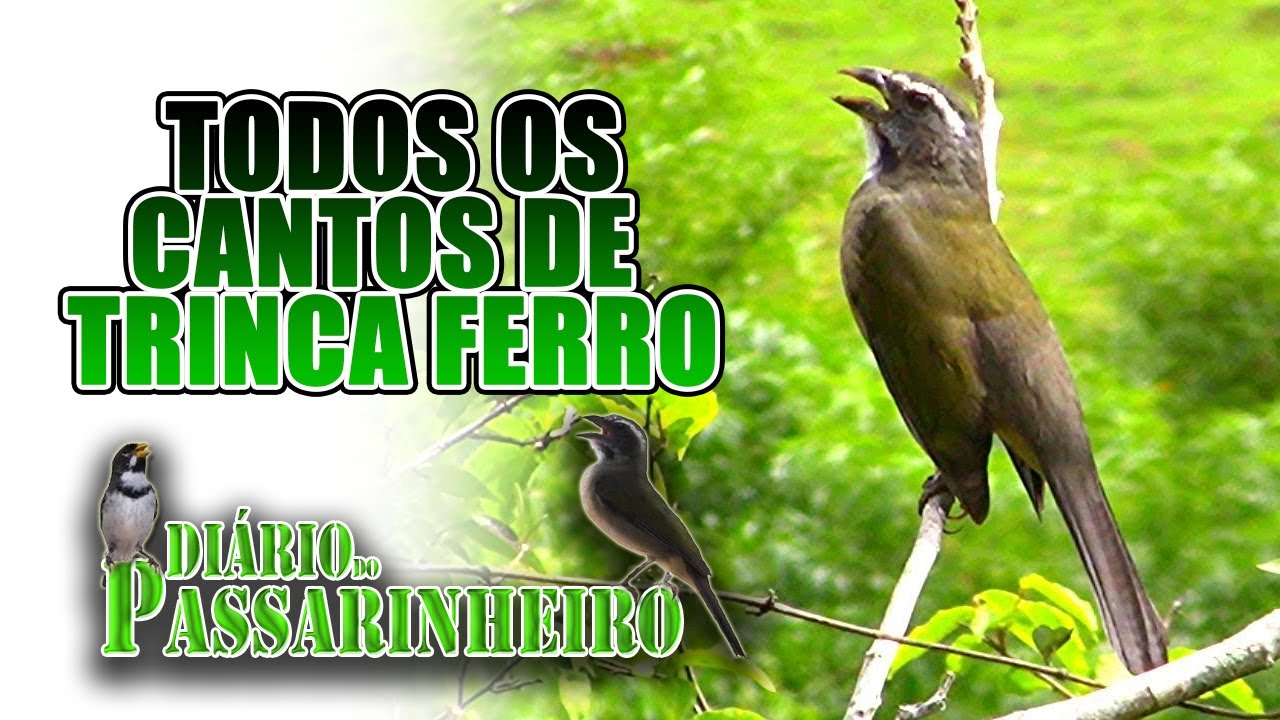 Todos os Cantos de Trinca Ferro