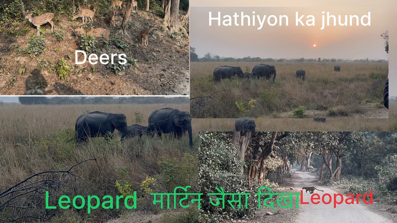 लेपर्ड मार्टिन जैसा दिखा और हाथियों के झुण्ड दिखाई दिए #gopal #jimcorbett #wildlife। 