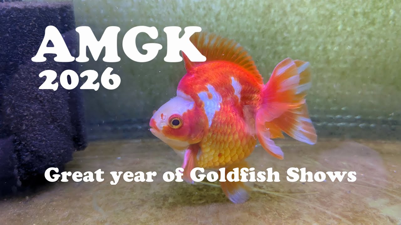 Great year of Goldfish Shows with the AGMK
