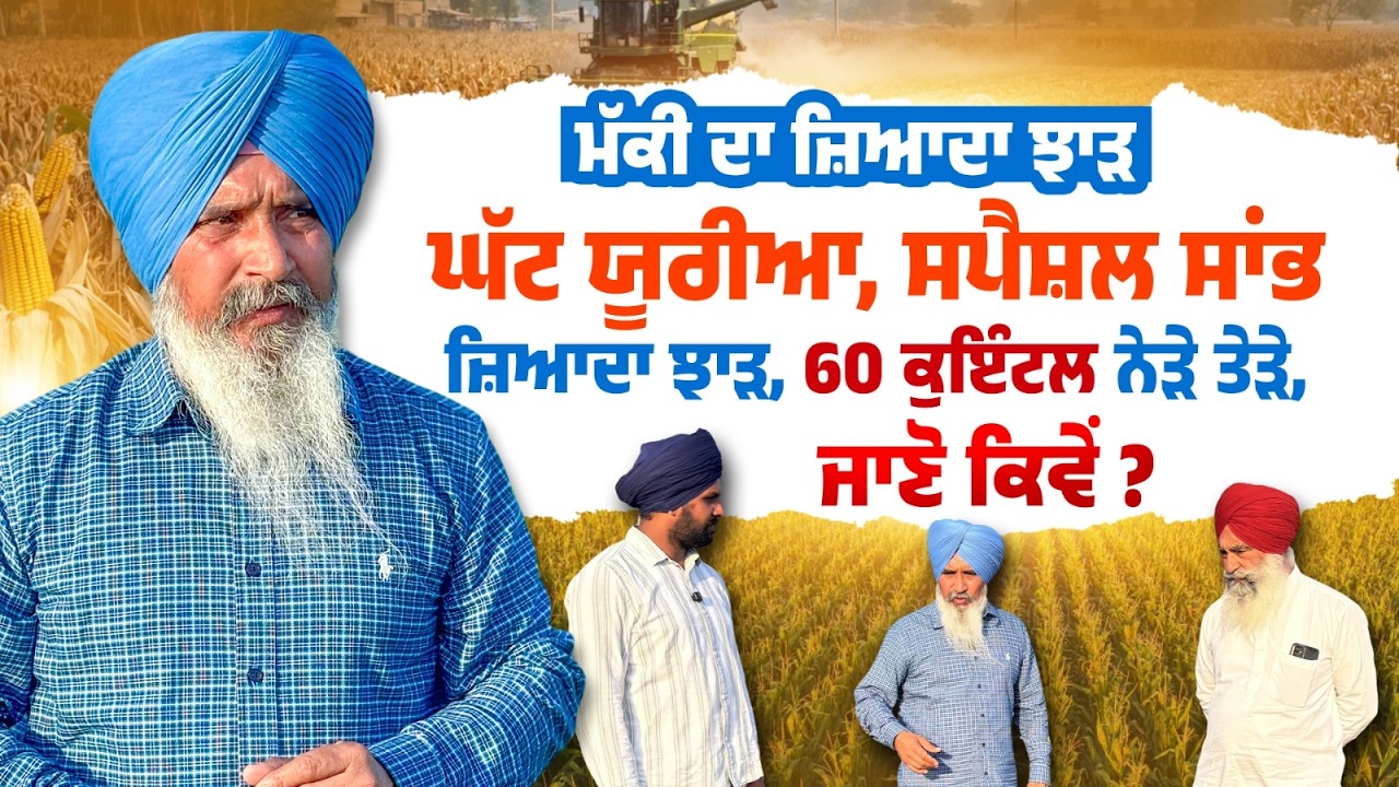 ਮੱਕੀ ਦਾ ਜ਼ਿਆਦਾ ਝਾੜ, ਘੱਟ ਯੂਰੀਆ, ਸਪੈਸ਼ਲ ਸਾਂਭ, 60 ਕੁਇੰਟਲ ਨੇੜੇ ਤੇੜੇ, ਜਾਣੋ ਕਿਵੇਂ? l Bal Kheti Chhajjalwaddi