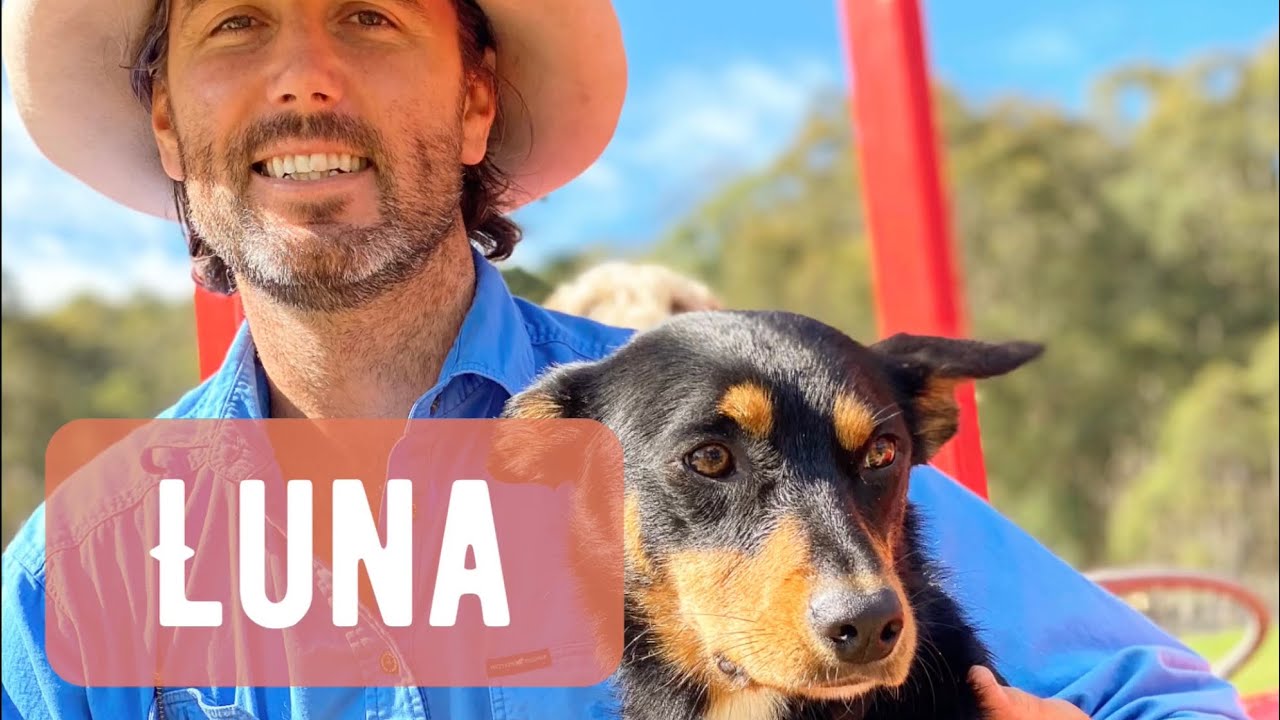 Luna the Kelpie