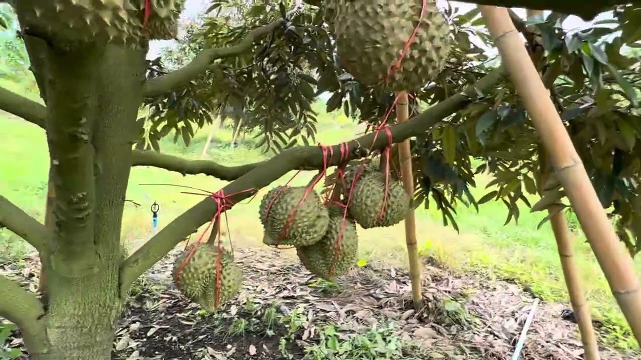 ทุเรียน   ทุเรียนลูกใหญ่มาก