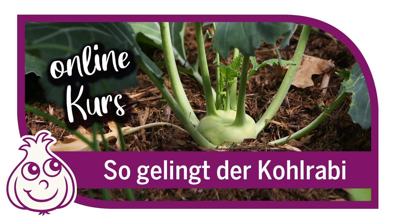 Kohlrabi anbauen | Online Kurs Teil1