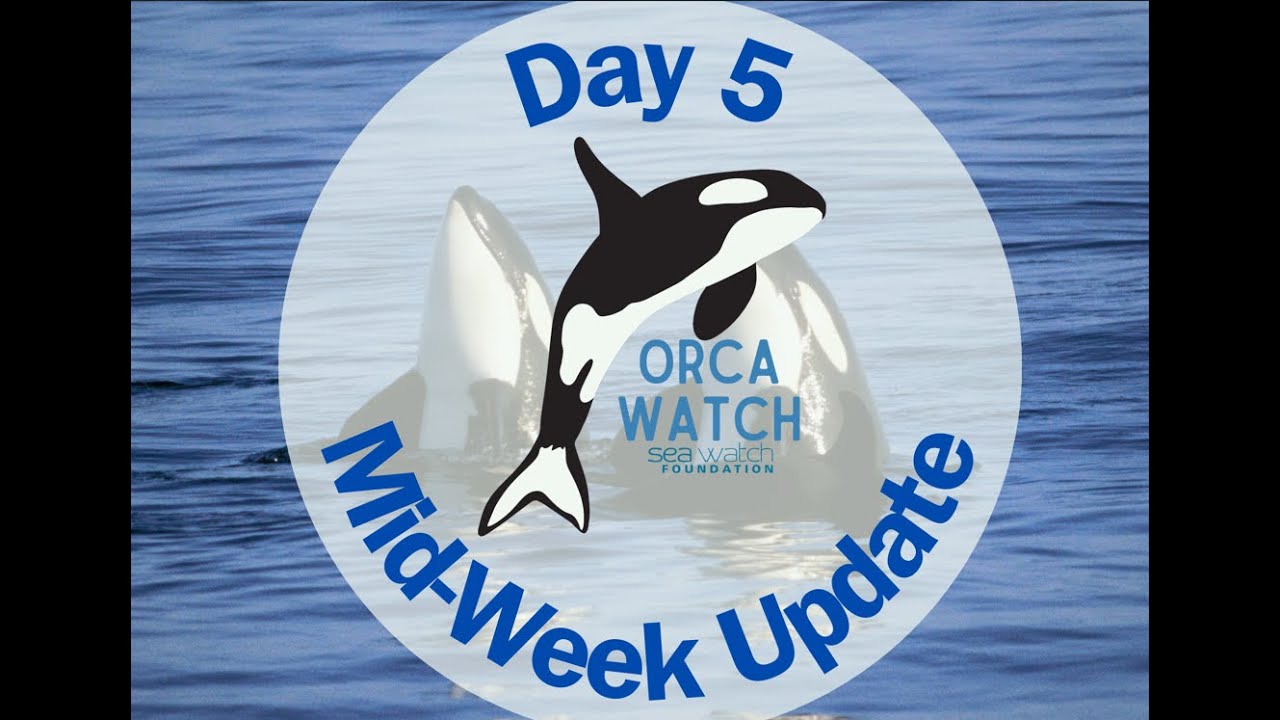 Orca Watch 2024: Wednesday Round-Up