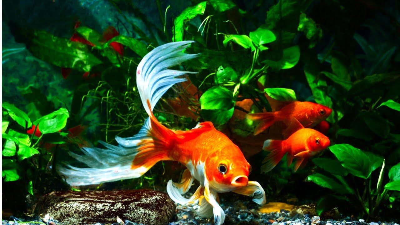 Top 5 Live Aquarium Plants for Goldfish (That They Won't Destroy)