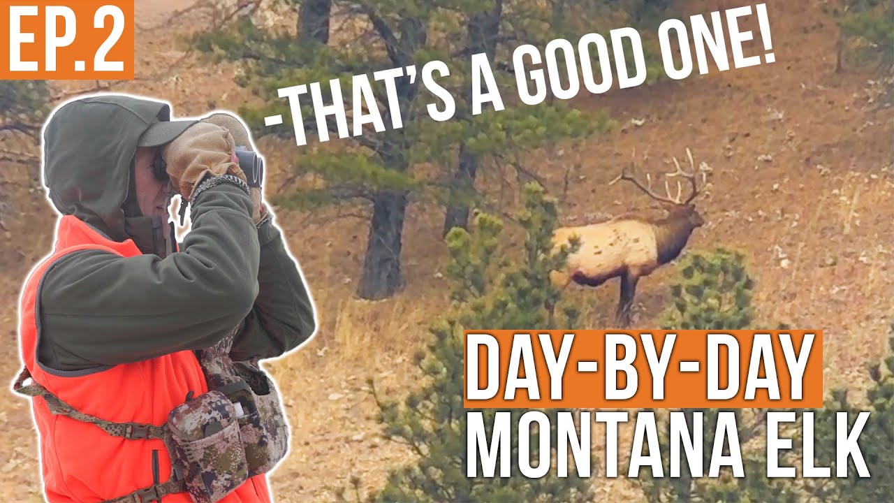 Bull Elk Everywhere! | Montana Elk Hunt (EP.2)
