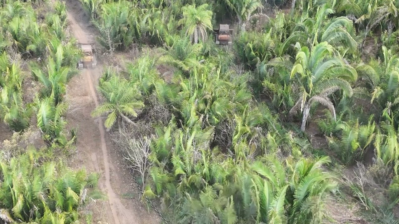 PUXANDO CORRENTAO EM PASTO ANTIGO