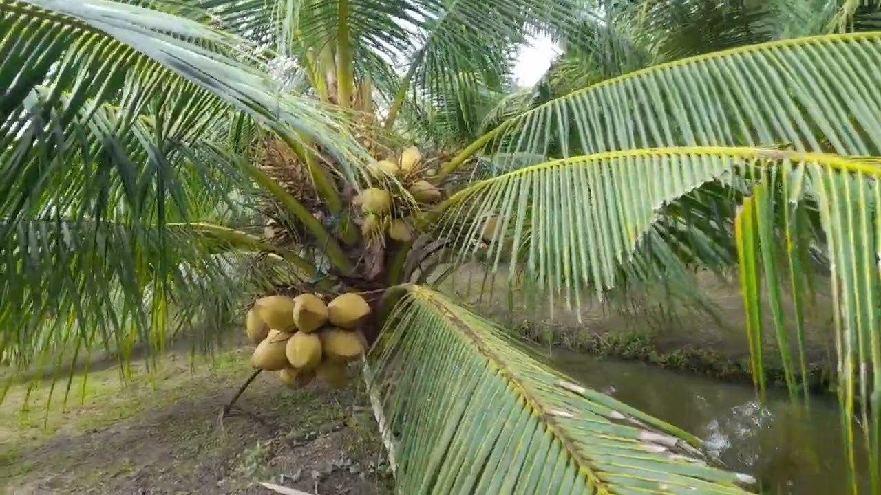 Vườn dừa ta kính Chào  anh chị em Hòa đông nghiệp  