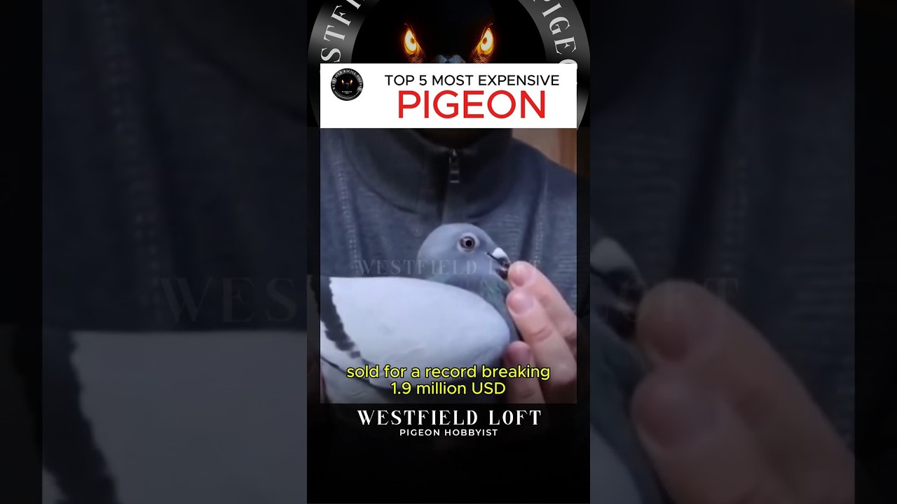 TOP 5 MOST EXPENSIVE PIGEON EVER SOLD AT AUCTION