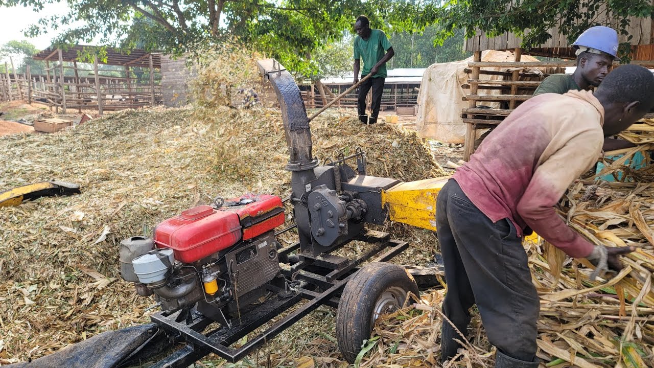 Making of maize silage in a simple way