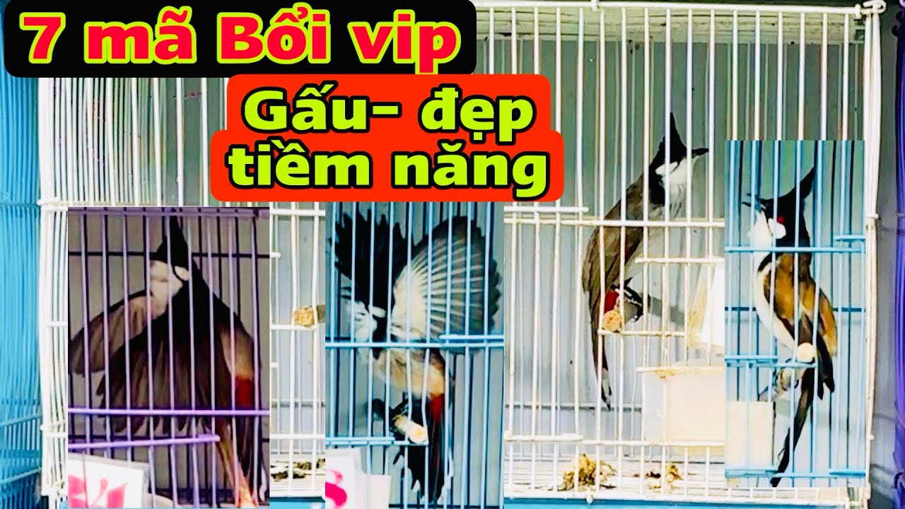 7/3 Bổi vip 🔥Ae gột giàn không nên bỏ qua video này...nuôi có thể ít nhưng chất lượng ae ạh❤️❤️