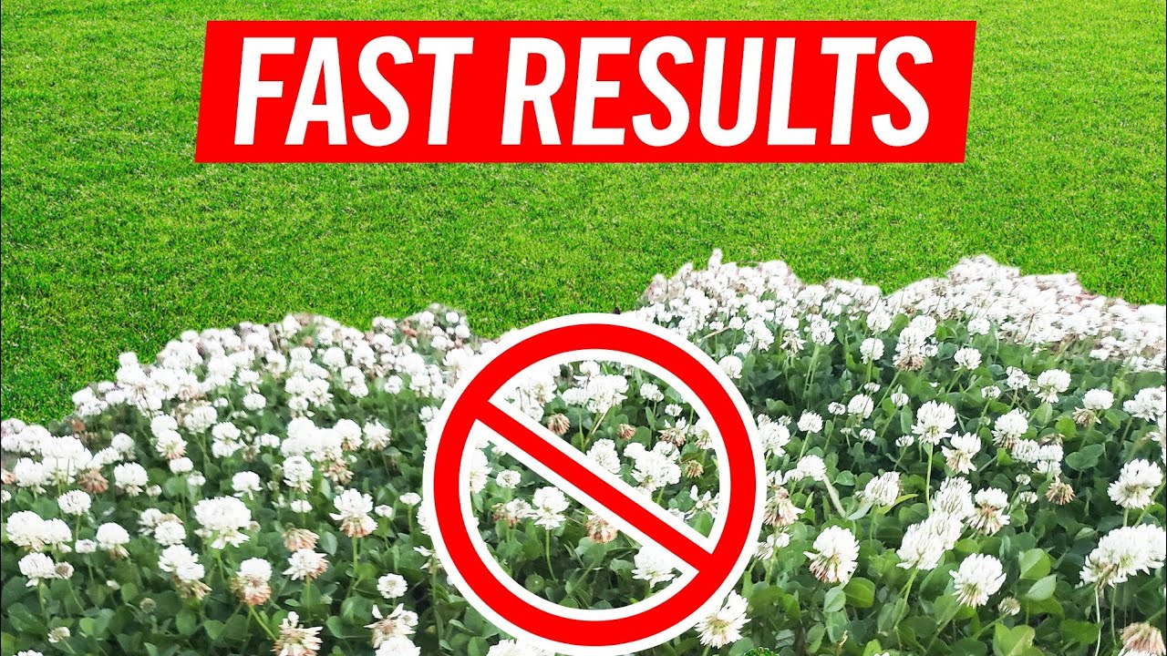 How to Get Rid of Clover in Your Lawn Without Killing the Grass