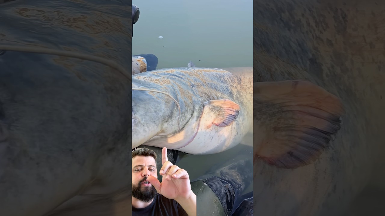 PESCADOR x PEIXE GIGANTE