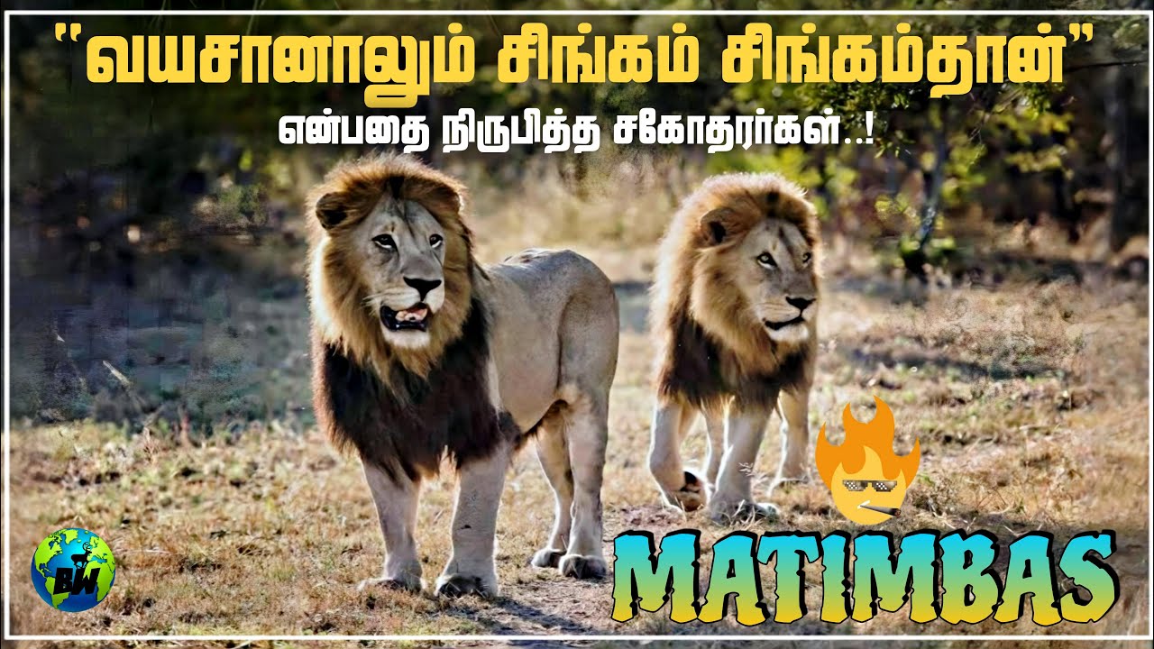 Rise & Fall of Matimbas | Male Lion coalition | Tamil | Hairy belly | Ginger | Lion story | BioWorld
