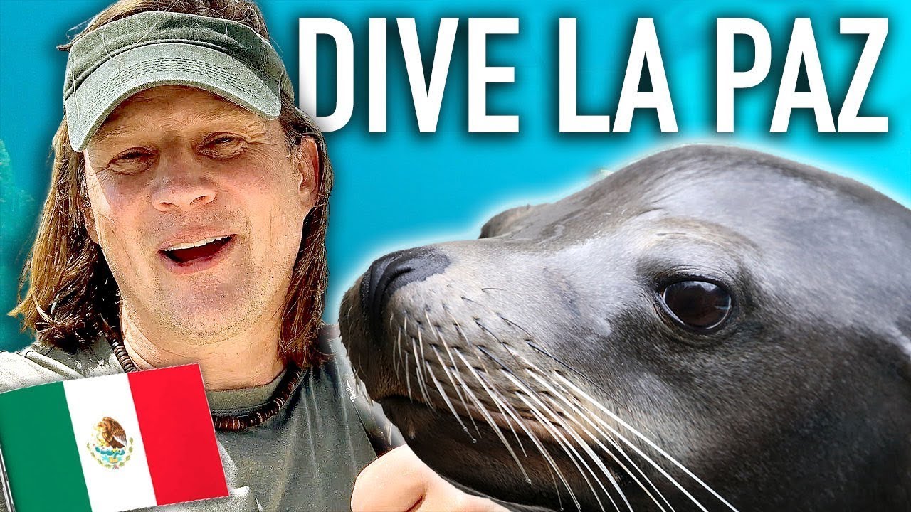 Scuba Dive La Paz Mexico