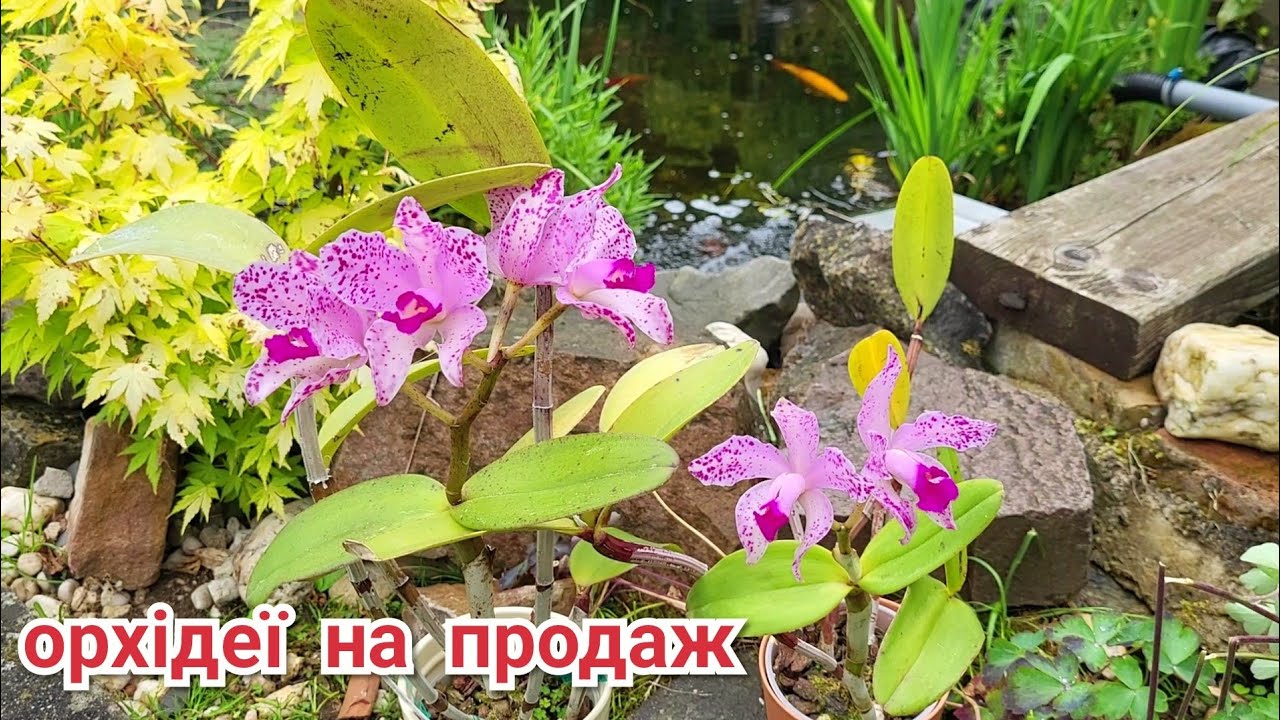 Орхідеї Cattleya amethystoglossa. Мій догляд, що особливого та одну з них на продаж.