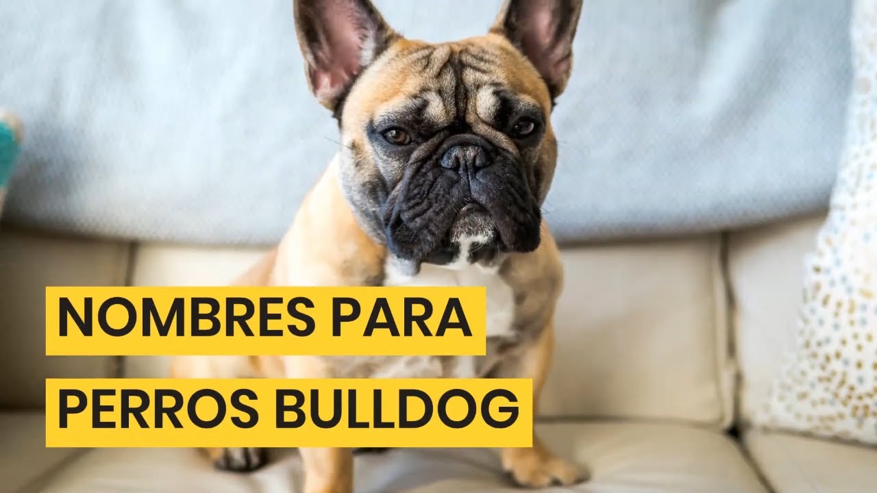 NOMBRES para PERROS BULLDOG ✅ ¡LINDOS para HEMBRAS & MACHOS!