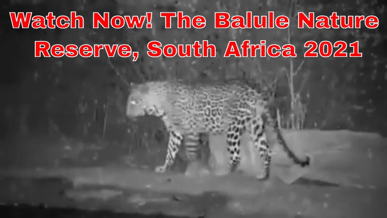 Balule Nature Reserve, South Africa 2021