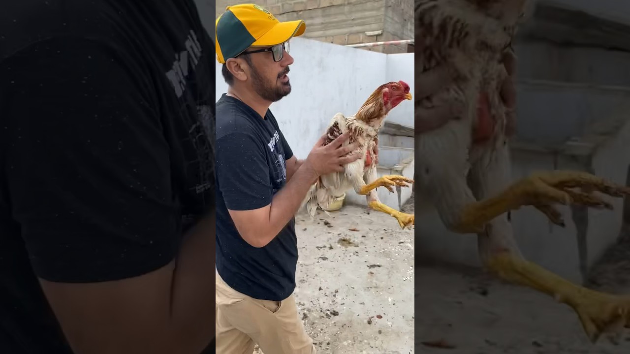 Kandhari Aseel Murgh | Faisal Javed TV 