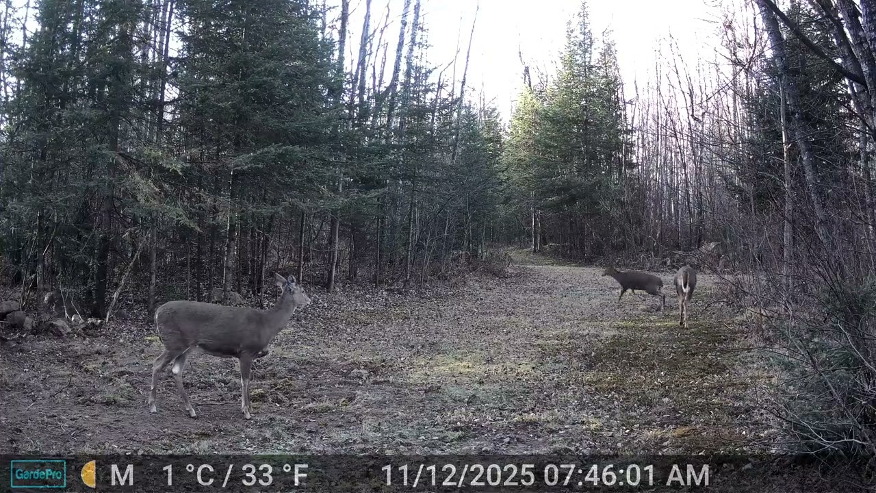 November 2025 - Trail Cam Videos - Spirit River Flowage Area - Tomahawk, Wisconsin