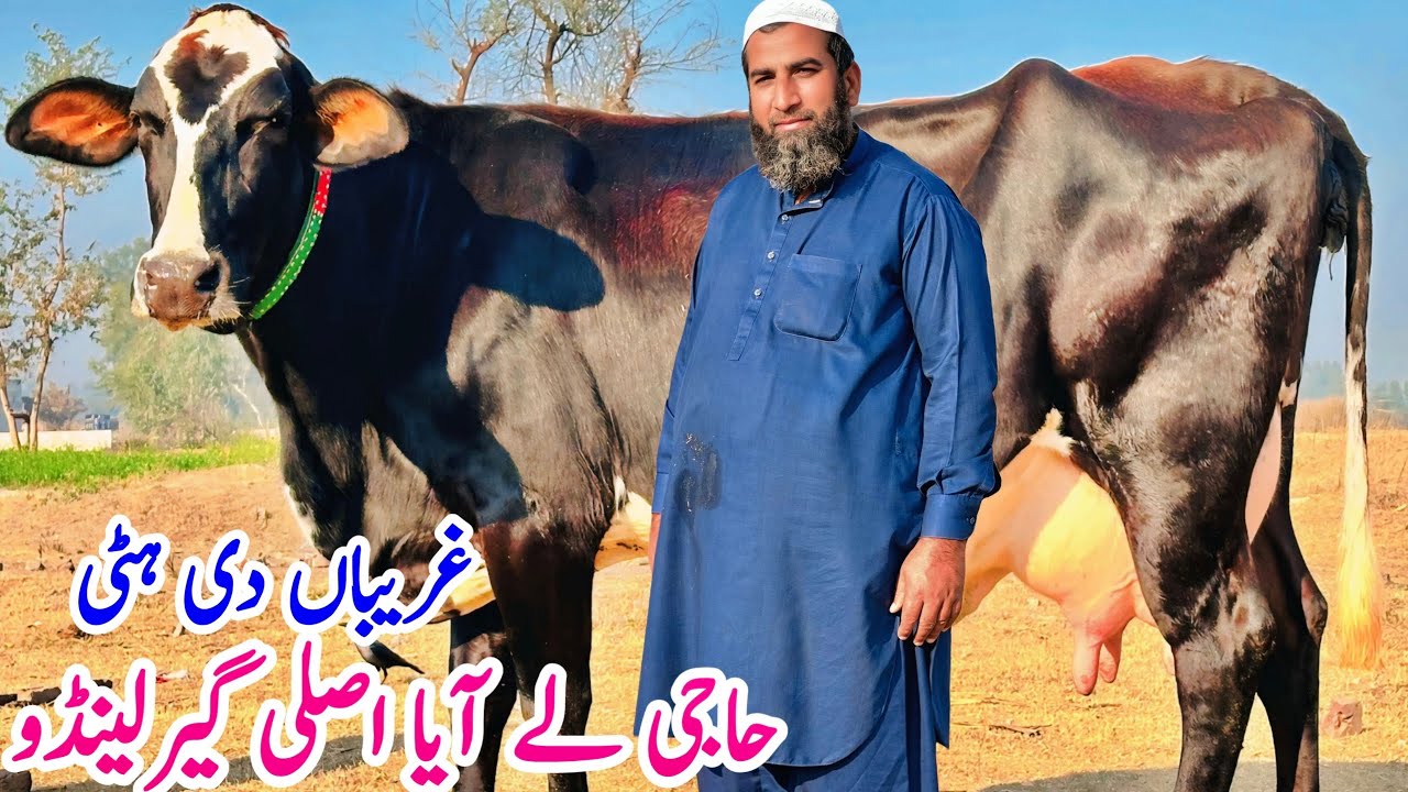 Garlando Croos Cows In Pakistan | Top Class Friesian Cross Cows | Biggest Milking Cows 13January2025