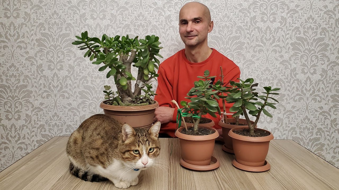 Посмотри это, если не хочешь проблем с КОТОМ