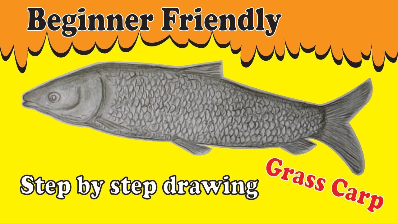 How to Draw Grass Carp | Easy Fish Drawing for Beginners | Step by Step Pencil Sketch