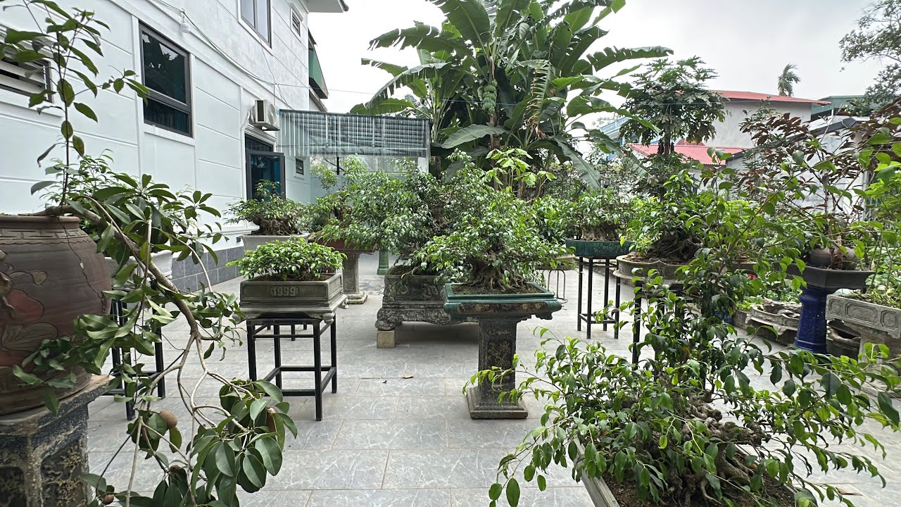 ĐỔI THAY SAU 2 TUẦN - VỀ VỚI KHU VƯỜN, VỚI BONSAI
