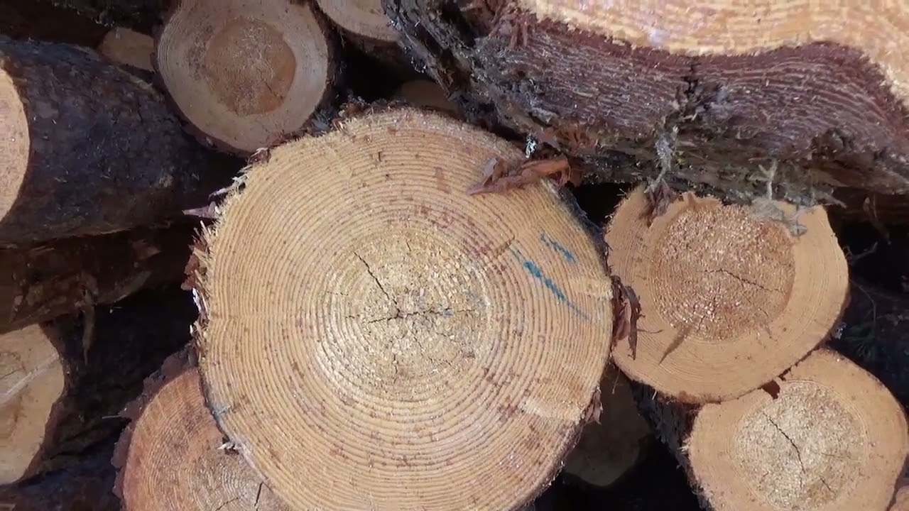 Metsolan Metsäkoulu 330 - Milloin on paras aika päätehakata?