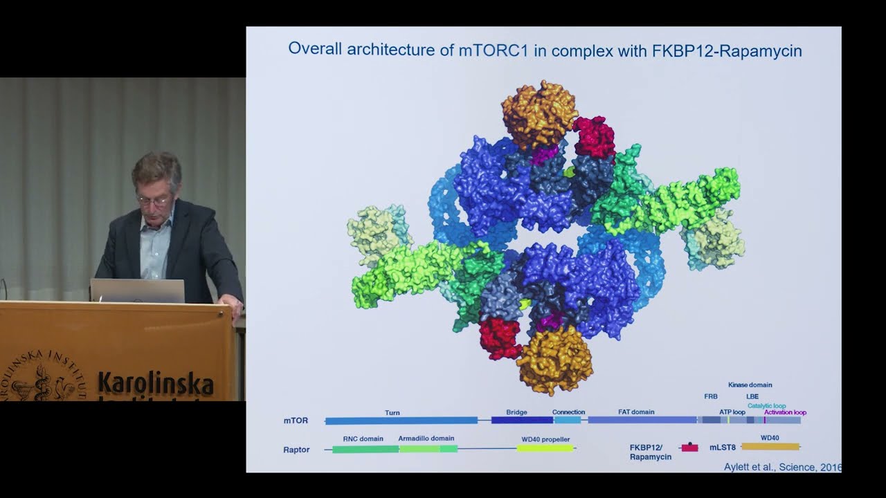 mTOR signaling in growth and metabolism