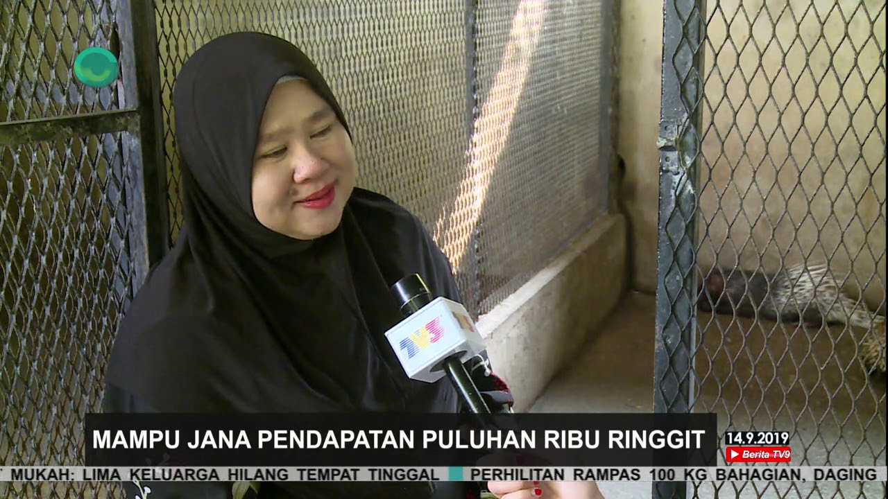 PINTU REZEKI | Ternakan Landak Jana Keuntungan
