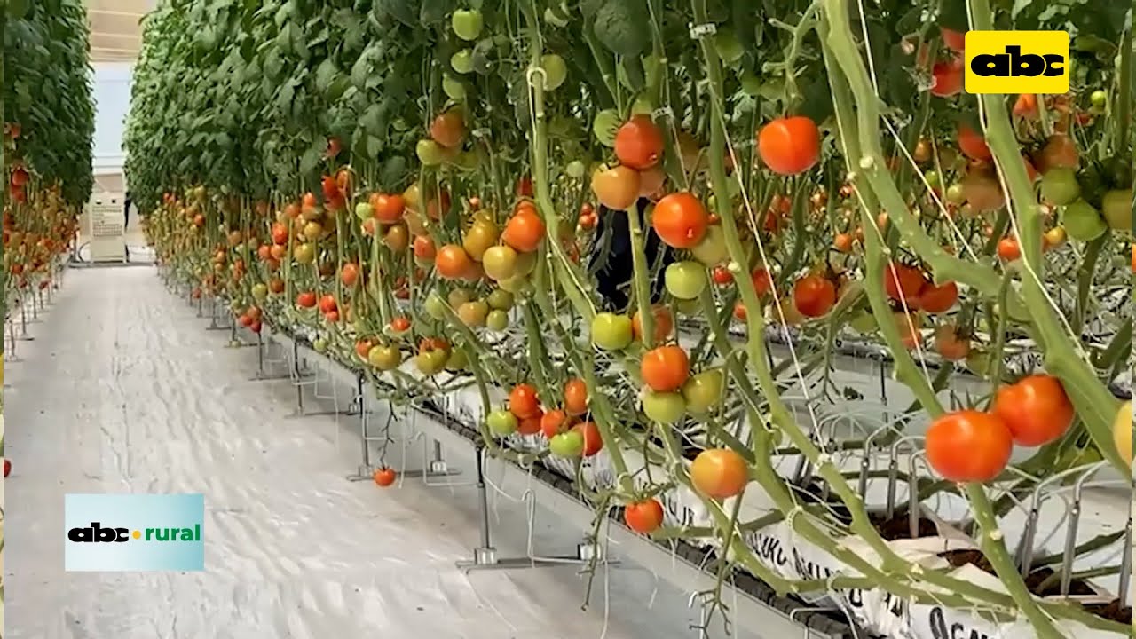 Riego con inteligencia artificial en invernadero y slaps en horticultura