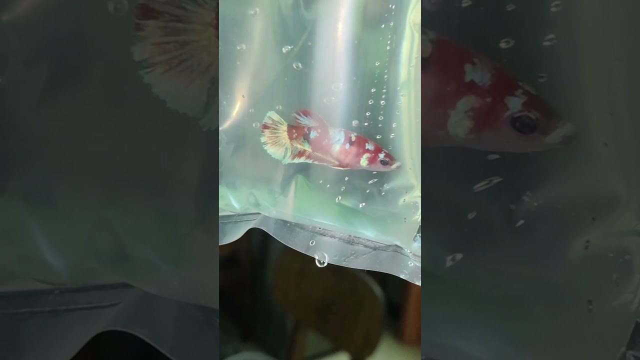 Beautiful Barongasai Betta fish female going to new home ❤️❤️❤️❤️❤️💛💛💛💛